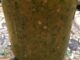 Trinidad Pepper Sauce Recipe